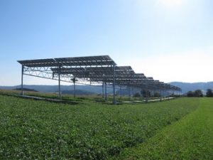 Die Agrophotovoltaik-Pilotanlage in Heggelbach kombiniert Energie- und Nahrungsmittelproduktion | Bildquelle: Fraunhofer ISE