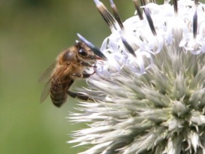 Bienen in Gefahr Bild:  Mellifera e.V. Lehr- und Versuchsimkerei Fischermühle 